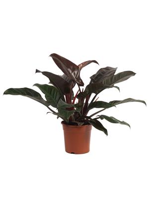 PHILODENDRON IMPERIAL RED