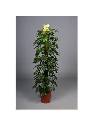 Schefflera arboricola compacta 140-150 cm višine