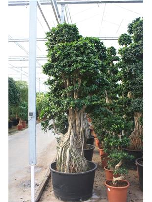 FIKUS (Ficus ginseng microcarpa bonsaj 350-375cm)