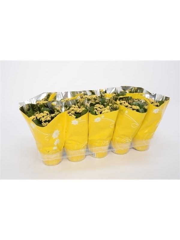 Kalanchoe calandiva yellow premium