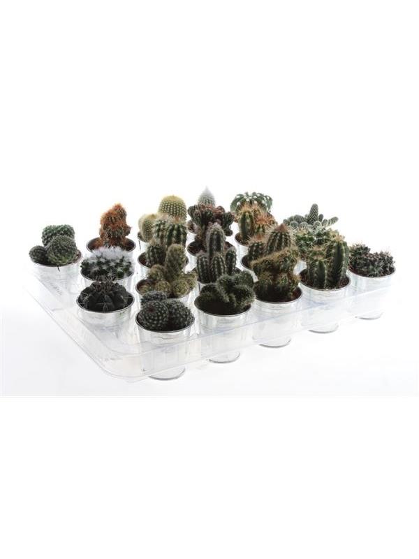 Cactus mixed 679