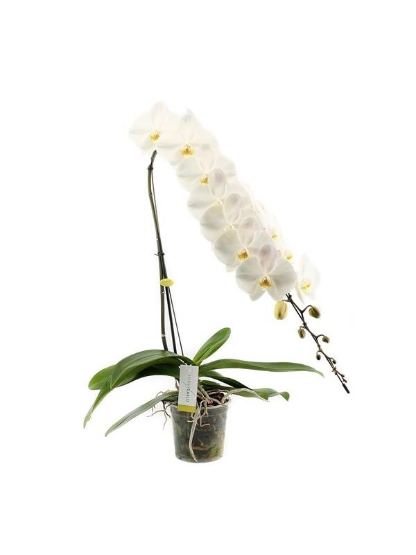 Phalaenopsis formidablo