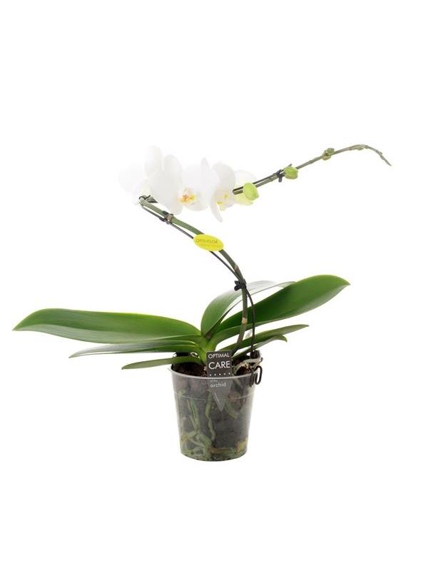 Phalaenopsis balletto white