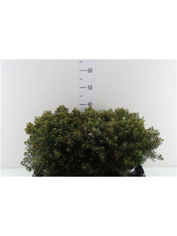 Chamelaucium waxflower uncinatum