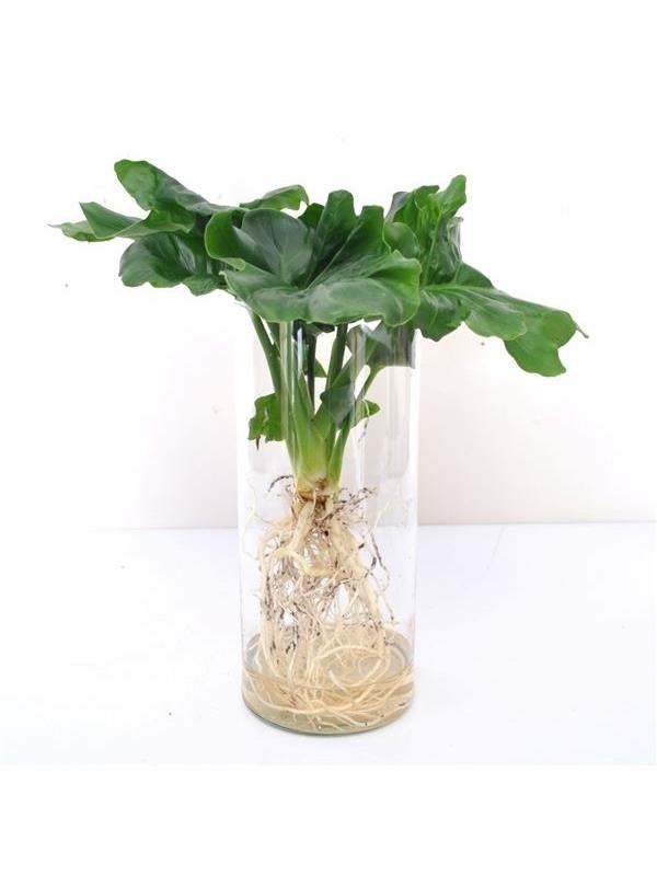 Philodendron atom in cylinder glass