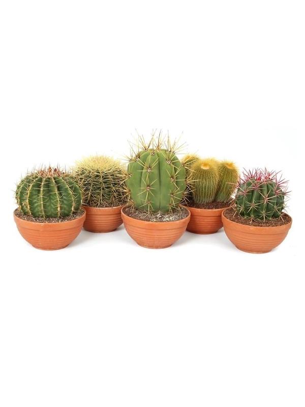 Cactus mixed canarias can10