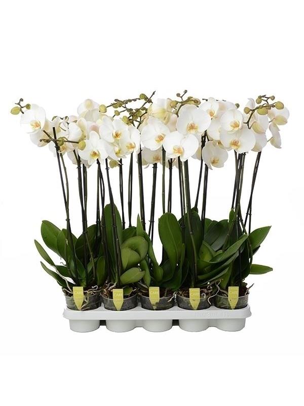 Phalaenopsis white 4star quality
