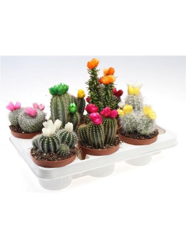 Cactus mixed straw flower 186