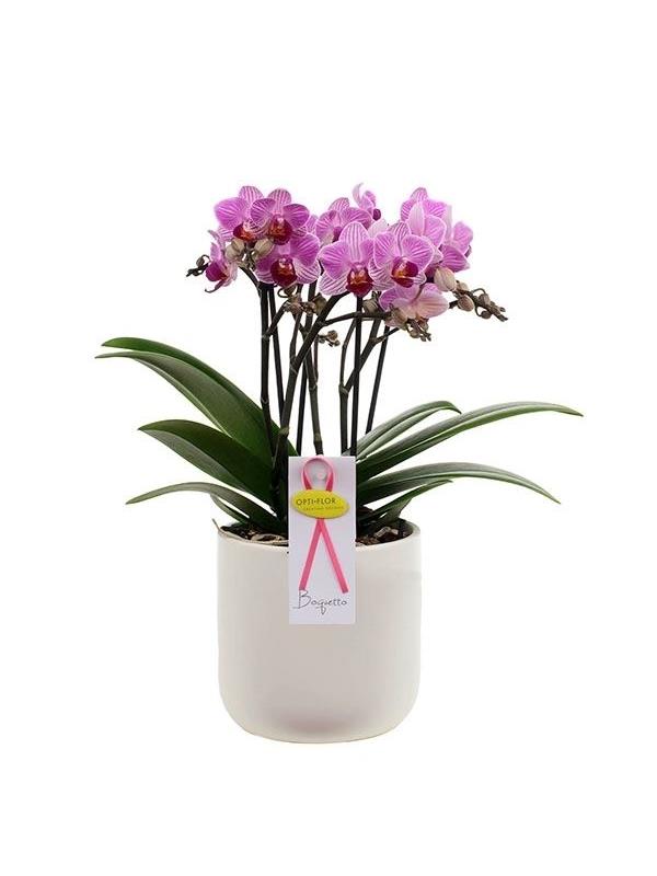 Phalaenopsis multiflora boquetto delight bdelwr