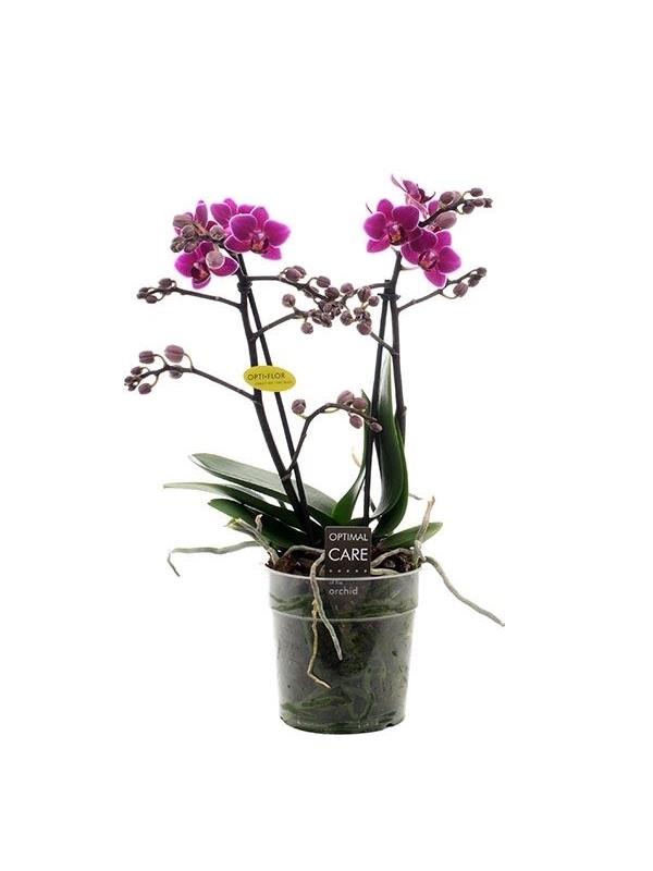 Phalaenopsis multiflora purple princess