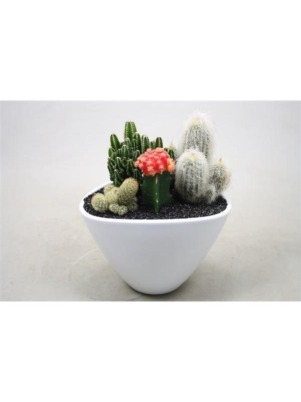 Arrangements cactus 0935