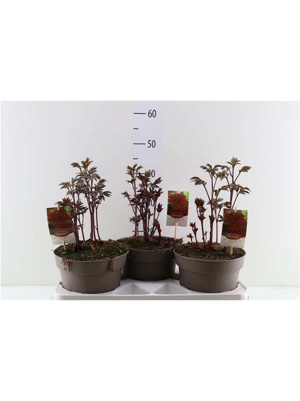 Paeonia karl rosenf lactiflora