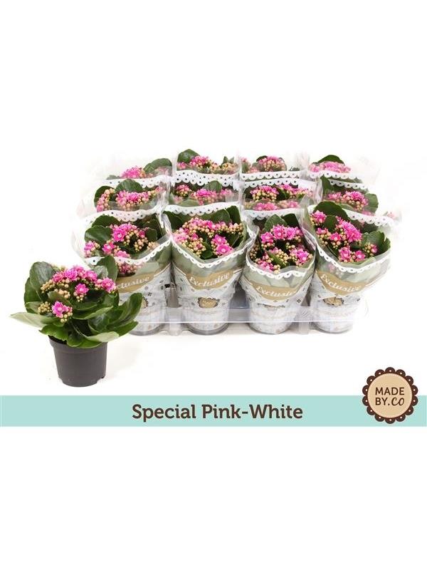 Kalanchoe rosalina serenity pink / white