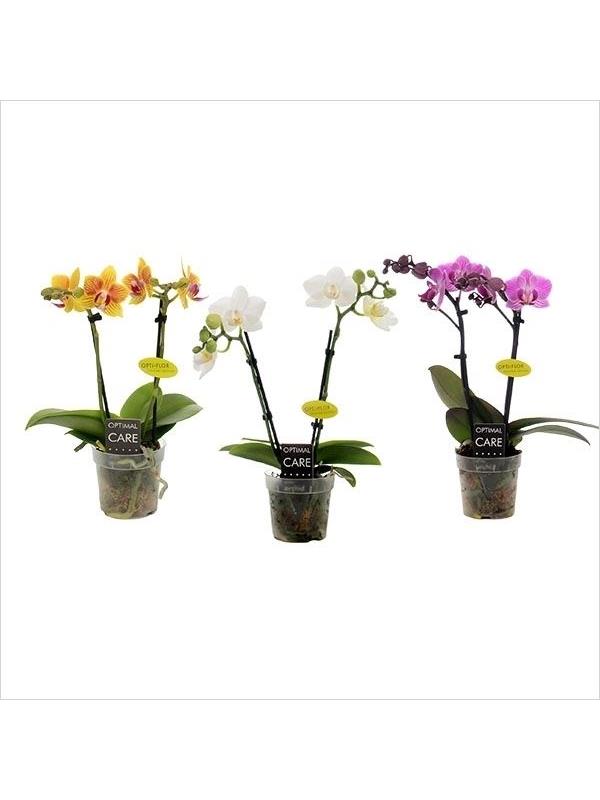 Phalaenopsis multiflora mini mixed