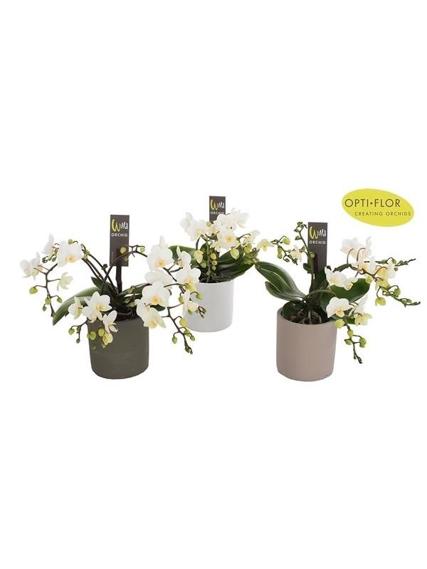 Phalaenopsis multiflora wild white w9k