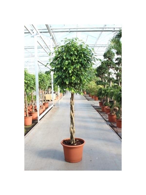 Ficus benjamina exotica