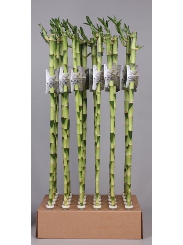 Dracaena lucky bamboo straight 70 cm