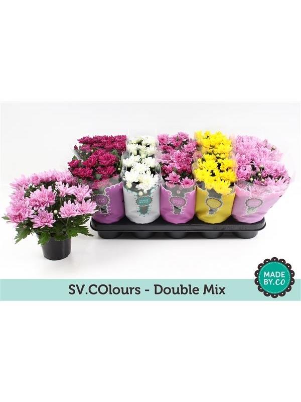 Chrysanthemum ind. mixed double