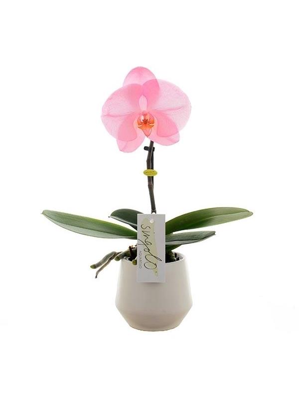 Phalaenopsis singolo blush sisbtw