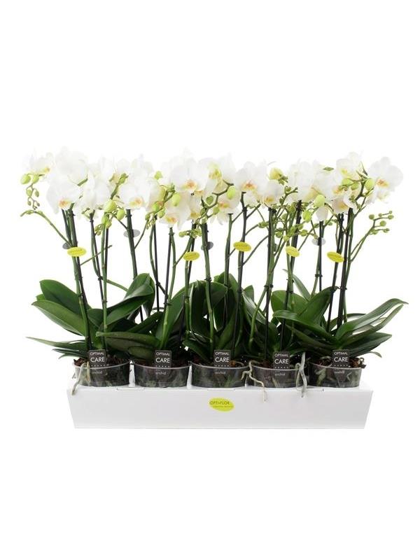 Phalaenopsis multiflora white mlwi25