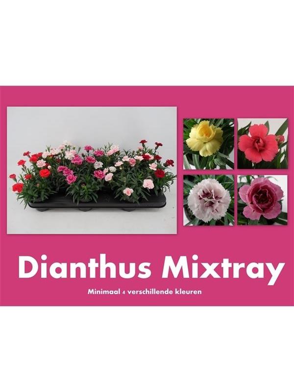 Dianthus mixed in tray