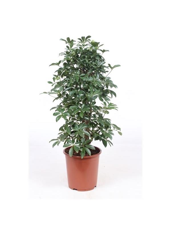 Schefflera arboricola compacta