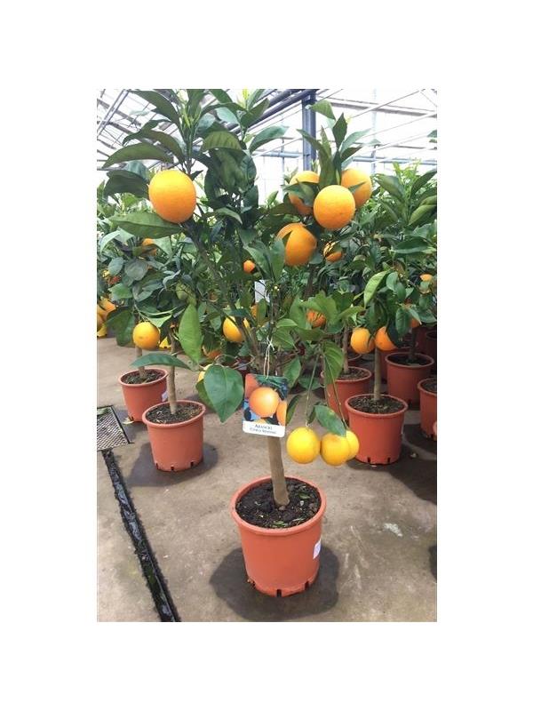 Citrus arancia