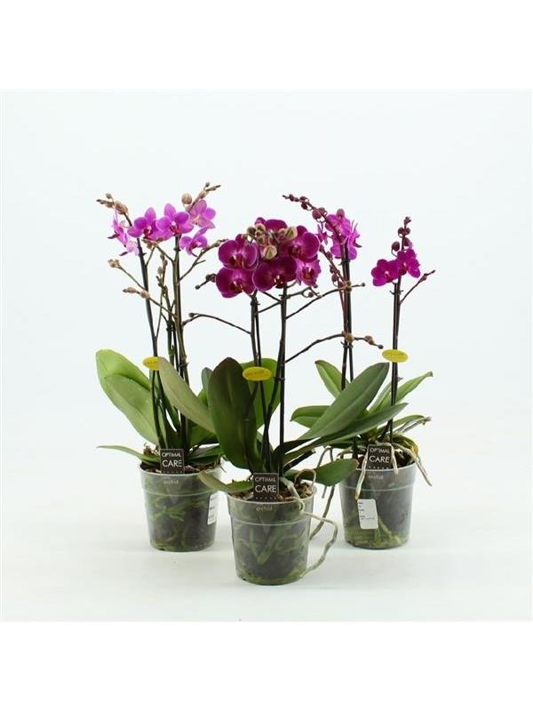 Phalaenopsis multiflora purple