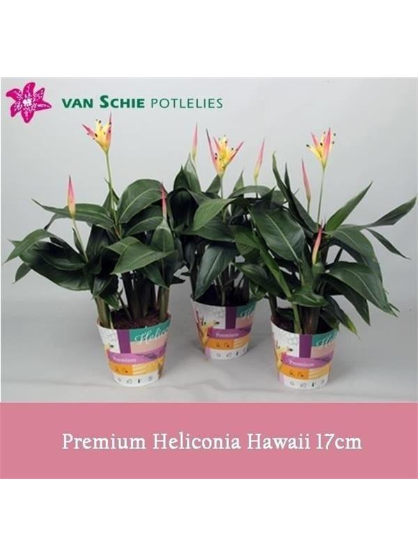 Heliconia 'Hawai'
