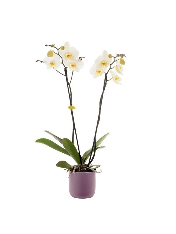 Phalaenopsis white gbw26kp
