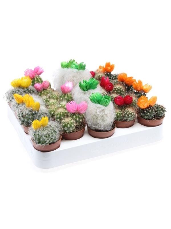 Cactus mixed straw flower 180