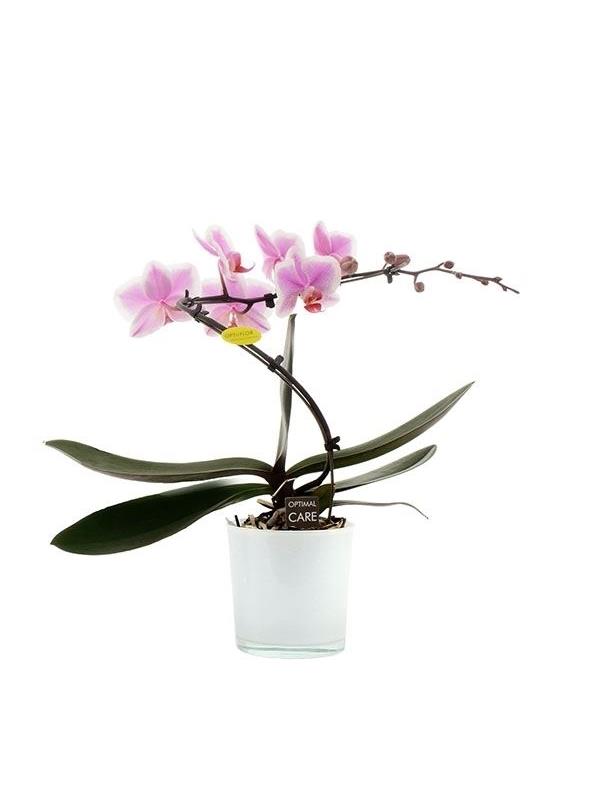 Phalaenopsis balletto spotted baspp