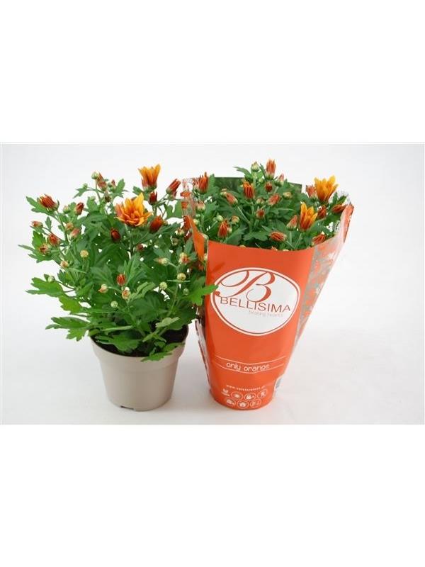 Chrysanthemum ind. orange