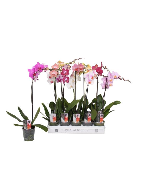 Phalaenopsis   mix  5