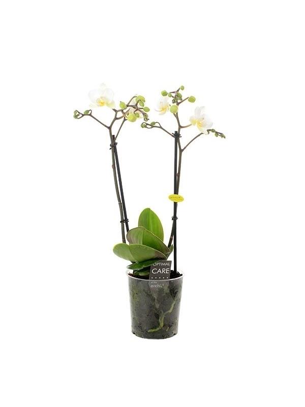 Phalaenopsis multiflora white
