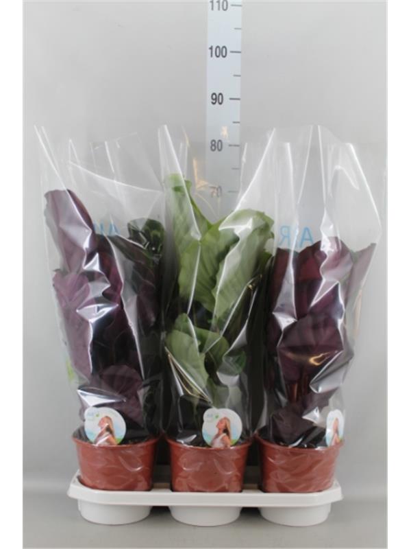Calathea rosea-picta   mix