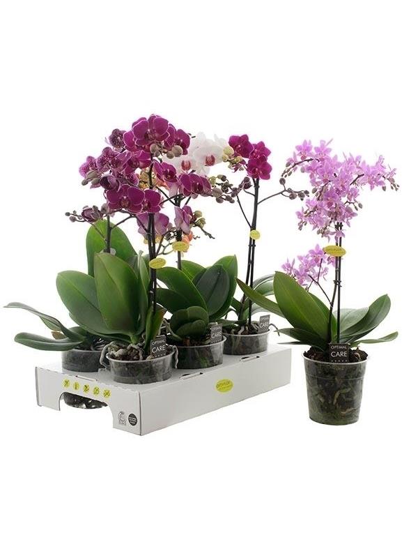 Phalaenopsis multiflora mixed