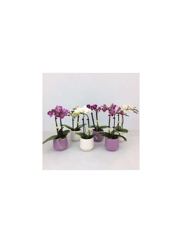Phalaenopsis multiflora mixed 7g2tst