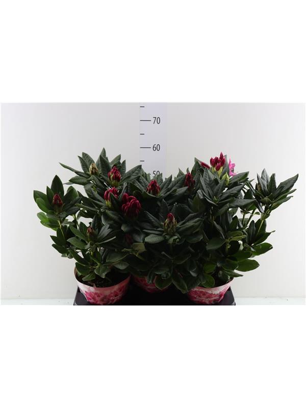 Rhododendron cosmopolitan caucasicu