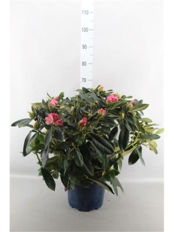 Rhododendron   ...XXL