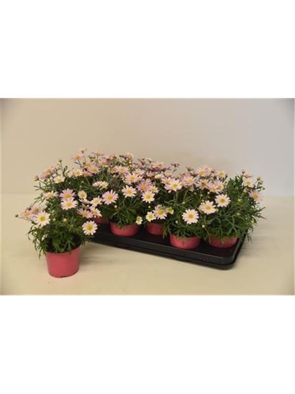 Argyranthemum percussion rose