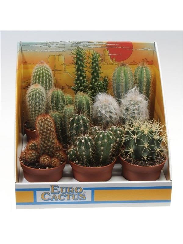 Cactus mixed 1015