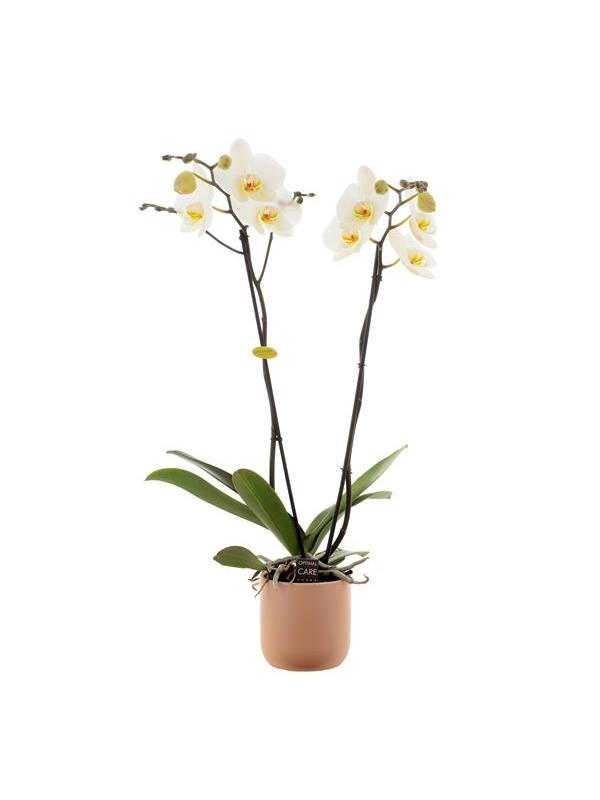 Phalaenopsis white gbw26kz
