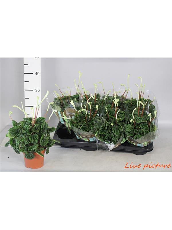 Pelargonium zonale savannah mixed