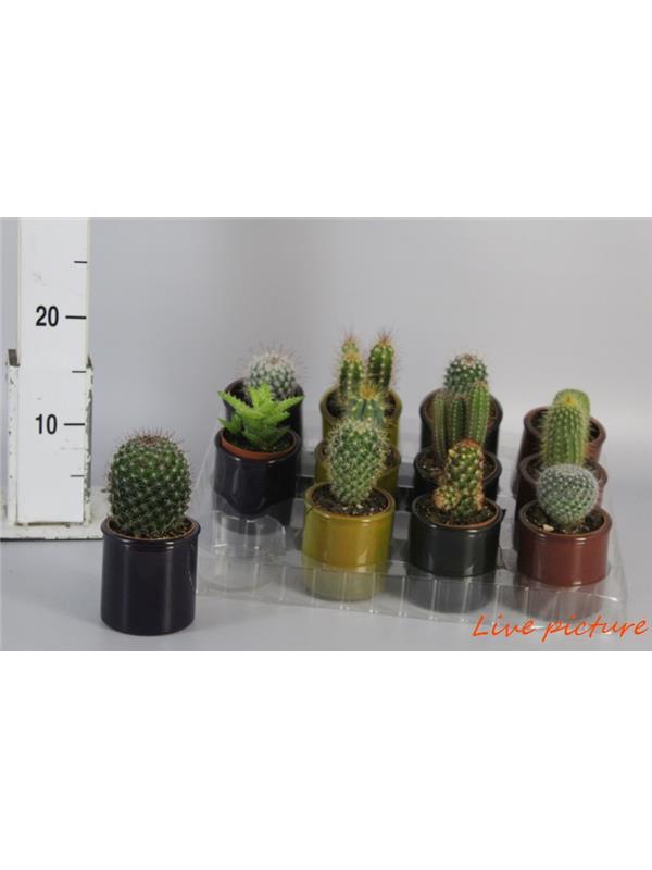 Cactus mixed