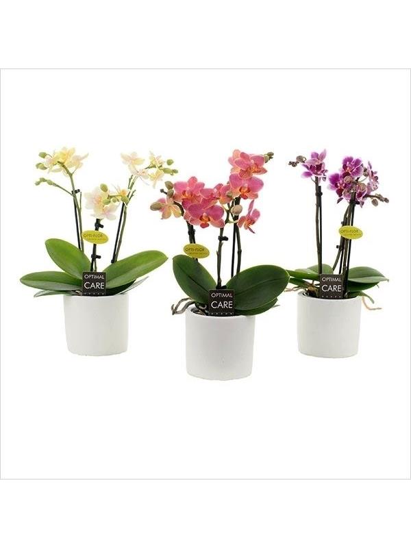 Phalaenopsis multiflora mixed 7kr3w