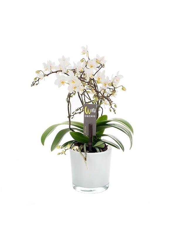 Phalaenopsis multiflora wild white w12p