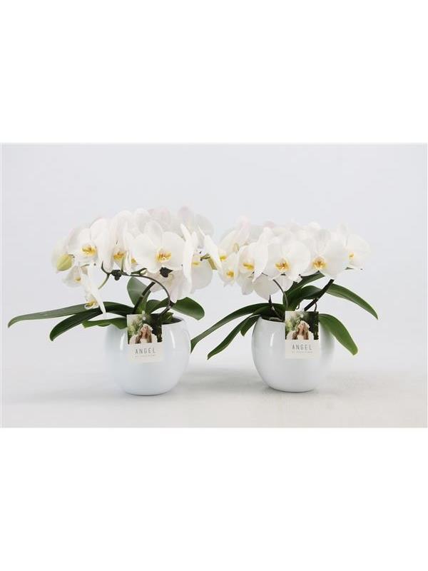 Phalaenopsis angel white