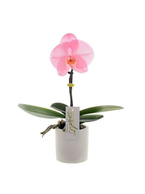 Phalaenopsis singolo blush sisb