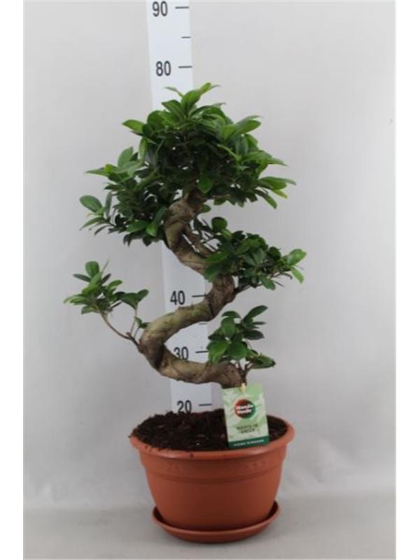 Ficus microcarpa 'Ginseng'